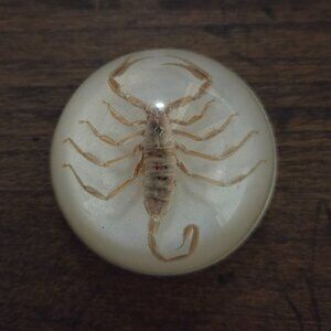 Real Scorpion Paperweight Round Dome Resin Encased Specimen